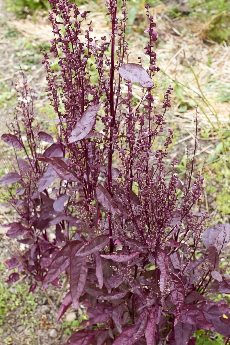Garden Orache photo 6
