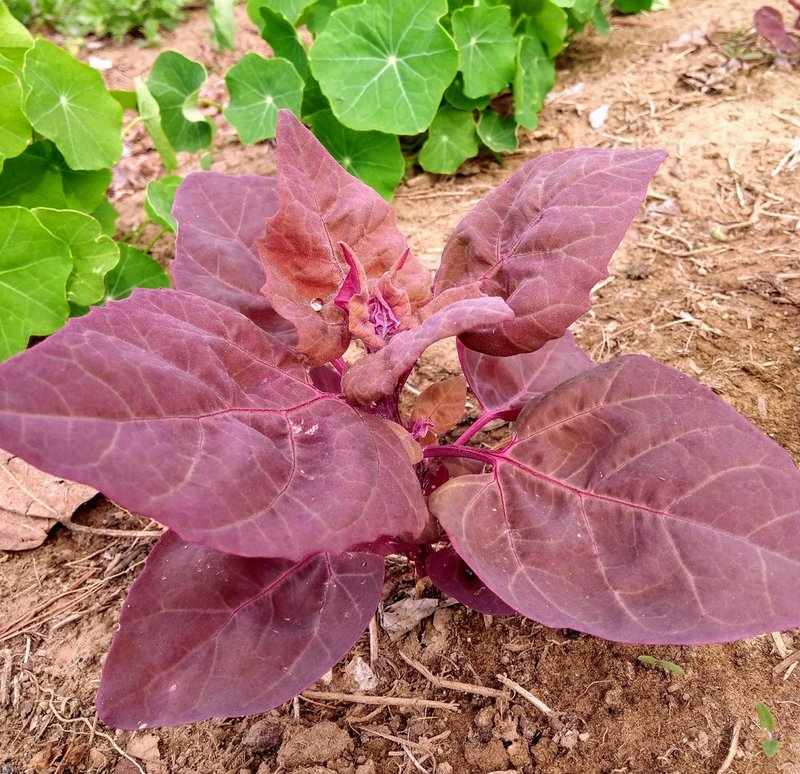 Garden Orache photo 7