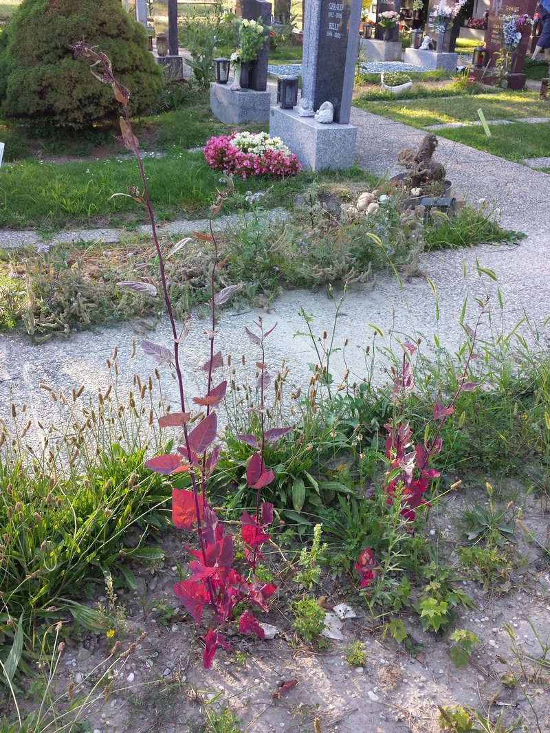 Garden Orache photo 8