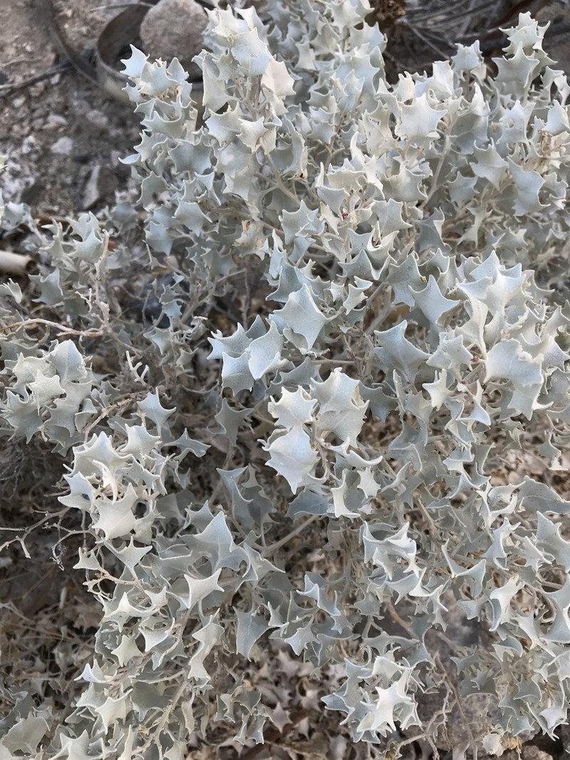Desertholly photo 3