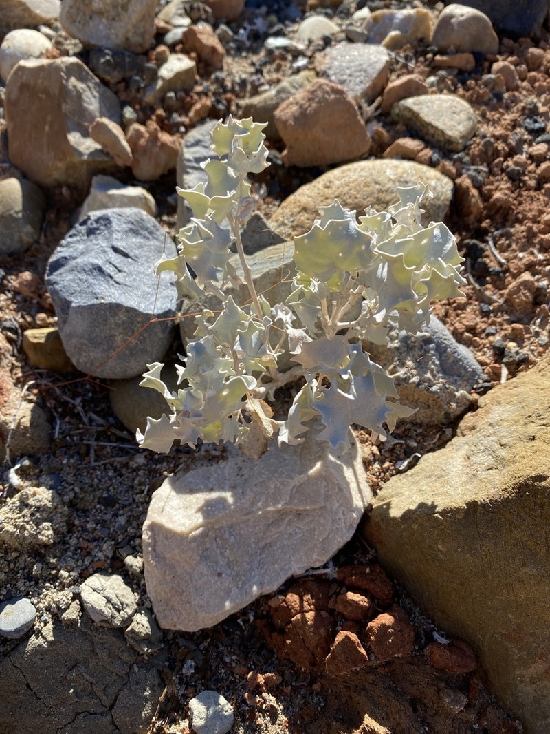 Desertholly photo 4