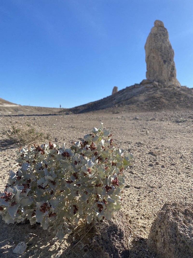 Desertholly photo 5