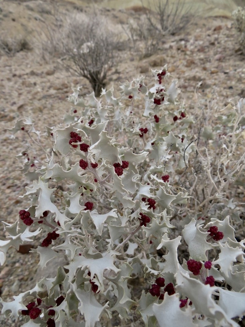 Desertholly photo 6