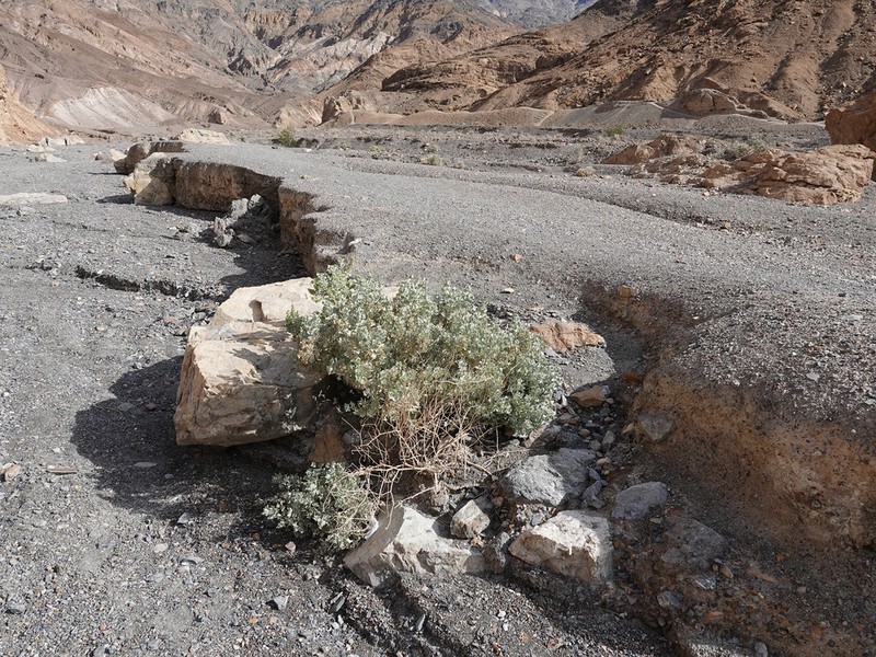 Desertholly photo 7
