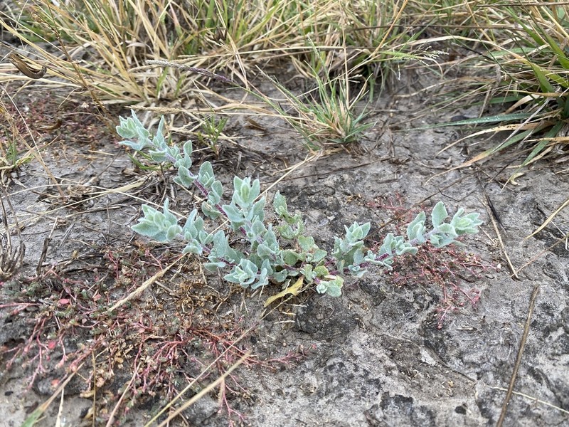 Kleberg's Saltbush