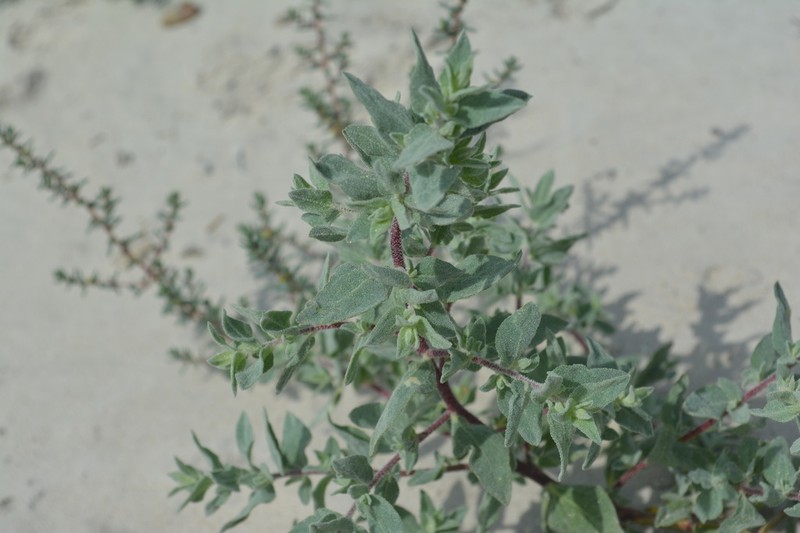 Kleberg's Saltbush photo 2