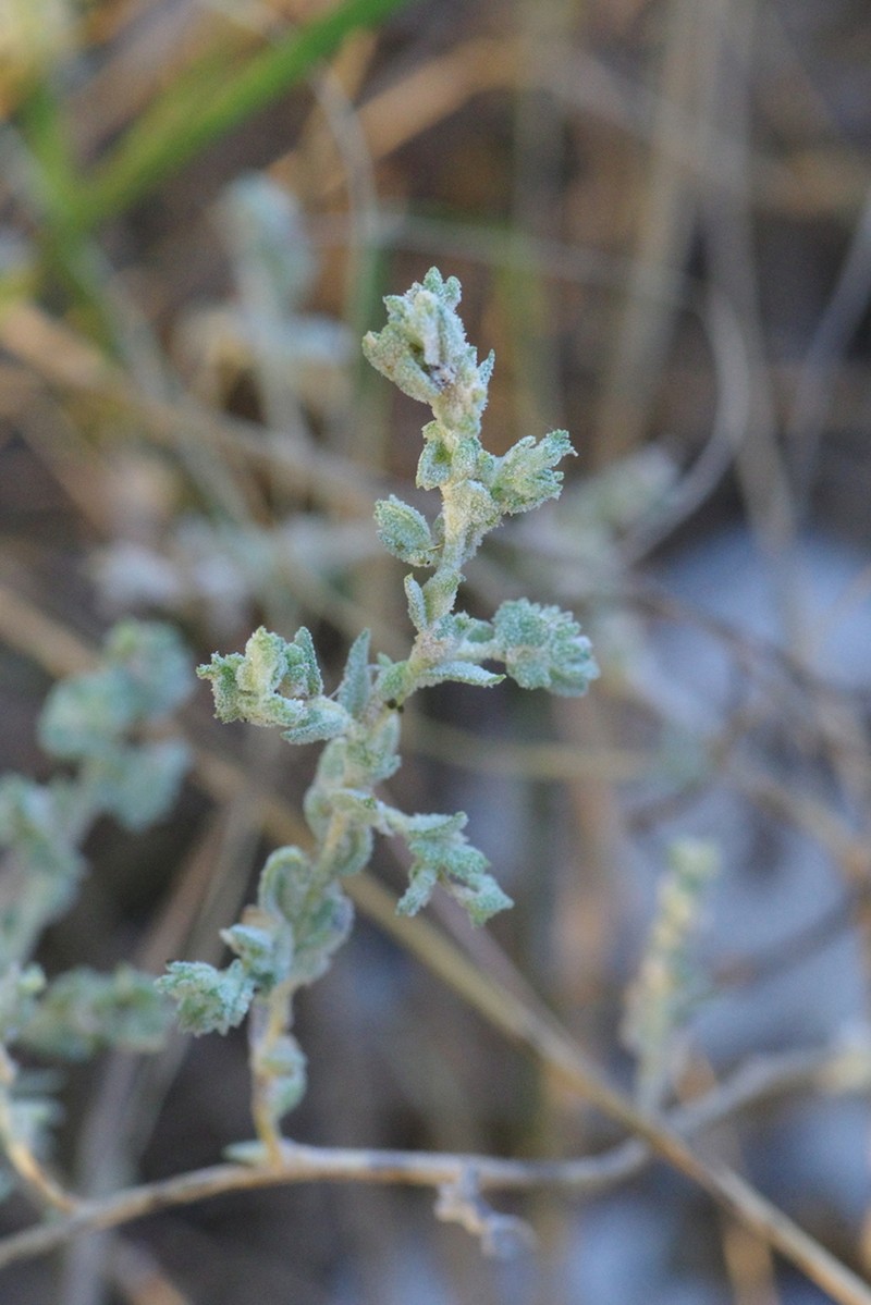 Kleberg's Saltbush photo 3