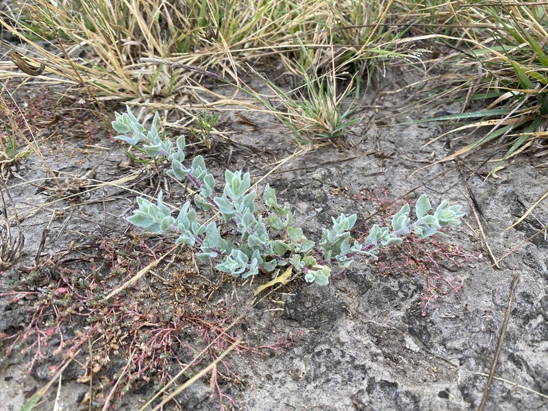 Kleberg's Saltbush photo 5