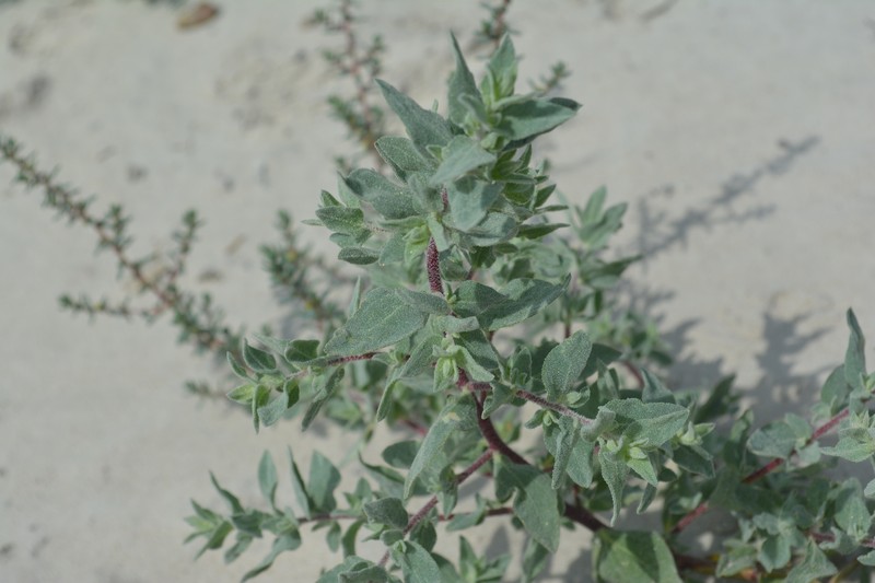 Kleberg's Saltbush photo 6