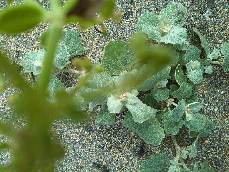 Frosted Orache photo 2