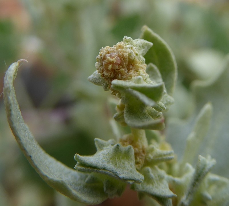 Frosted Orache photo 6