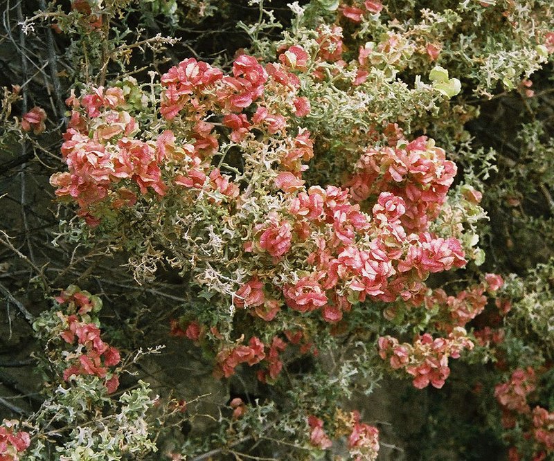 South American Saltbush