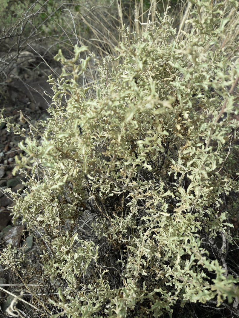 South American Saltbush photo 2