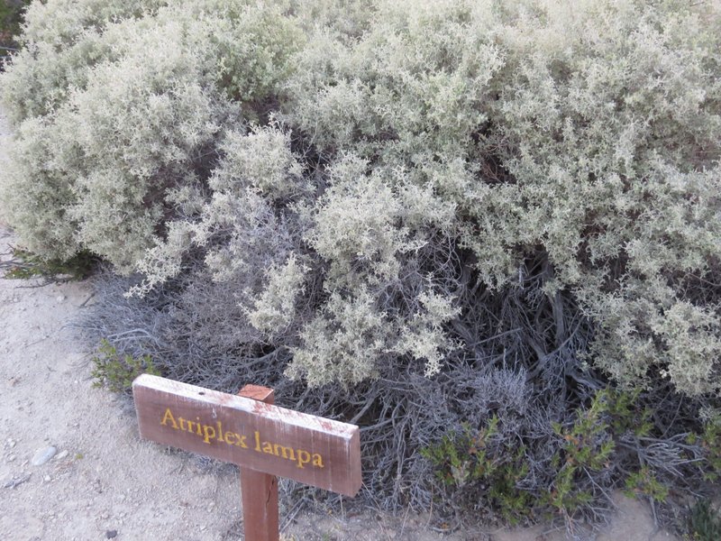 South American Saltbush photo 3