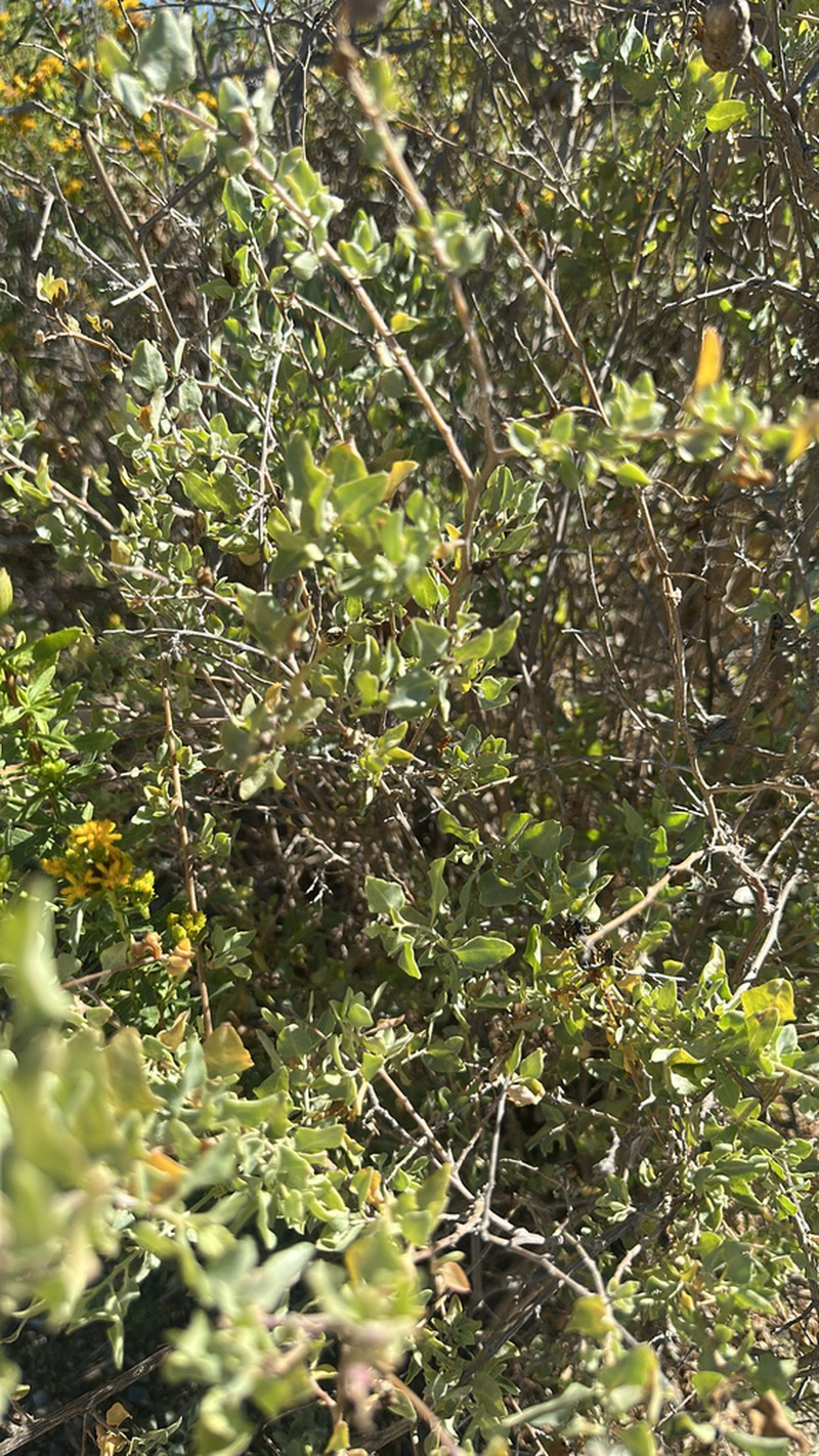 Big Saltbush photo 3