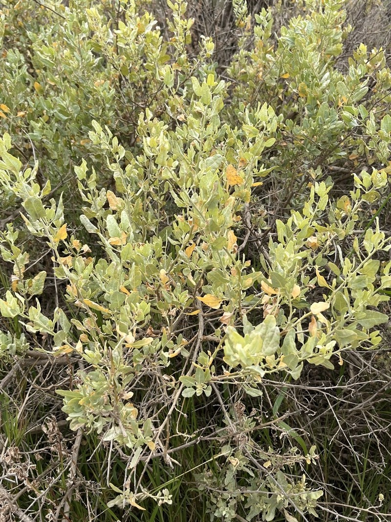 Big Saltbush photo 4
