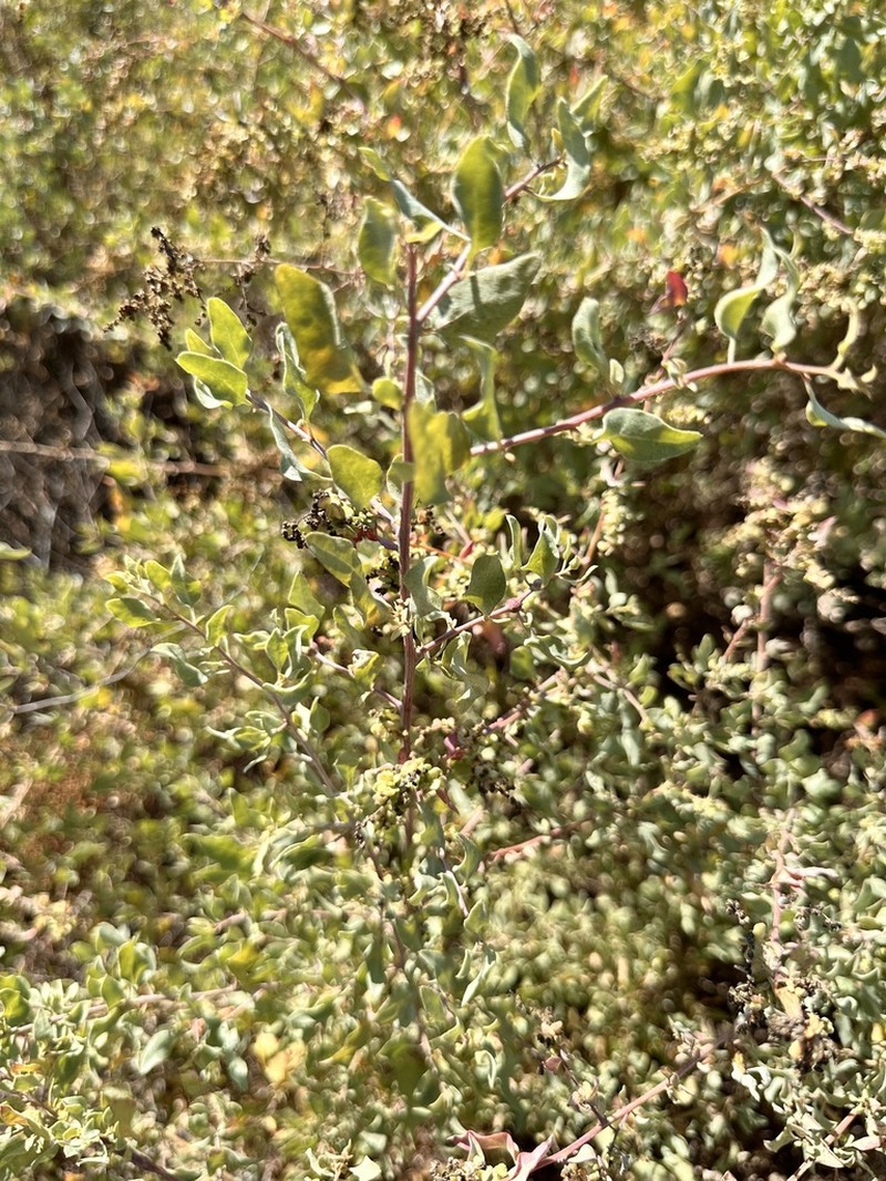 Big Saltbush photo 5