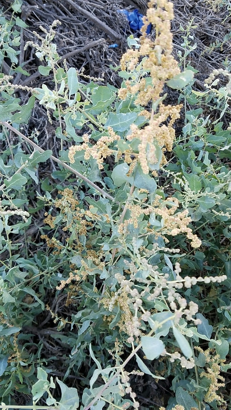 Big Saltbush photo 6