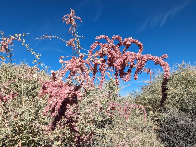 Big Saltbush photo 7