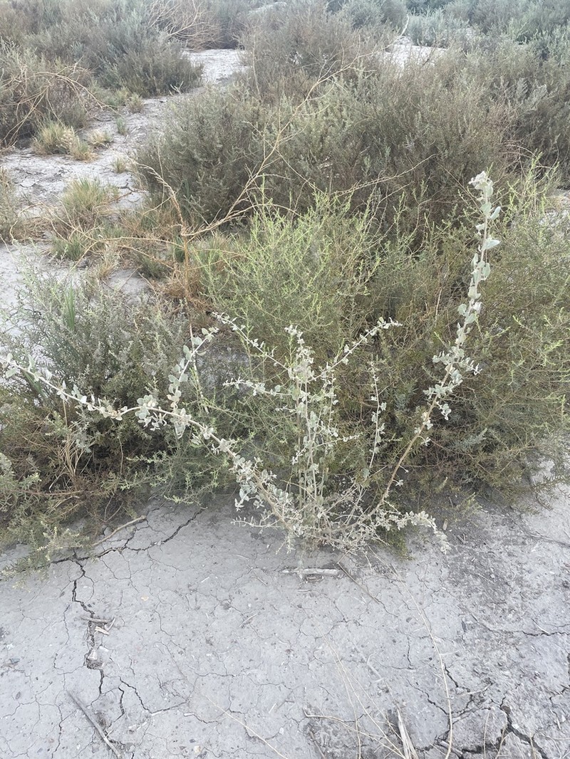 Big Saltbush photo 8