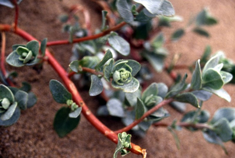 Beach Saltbush