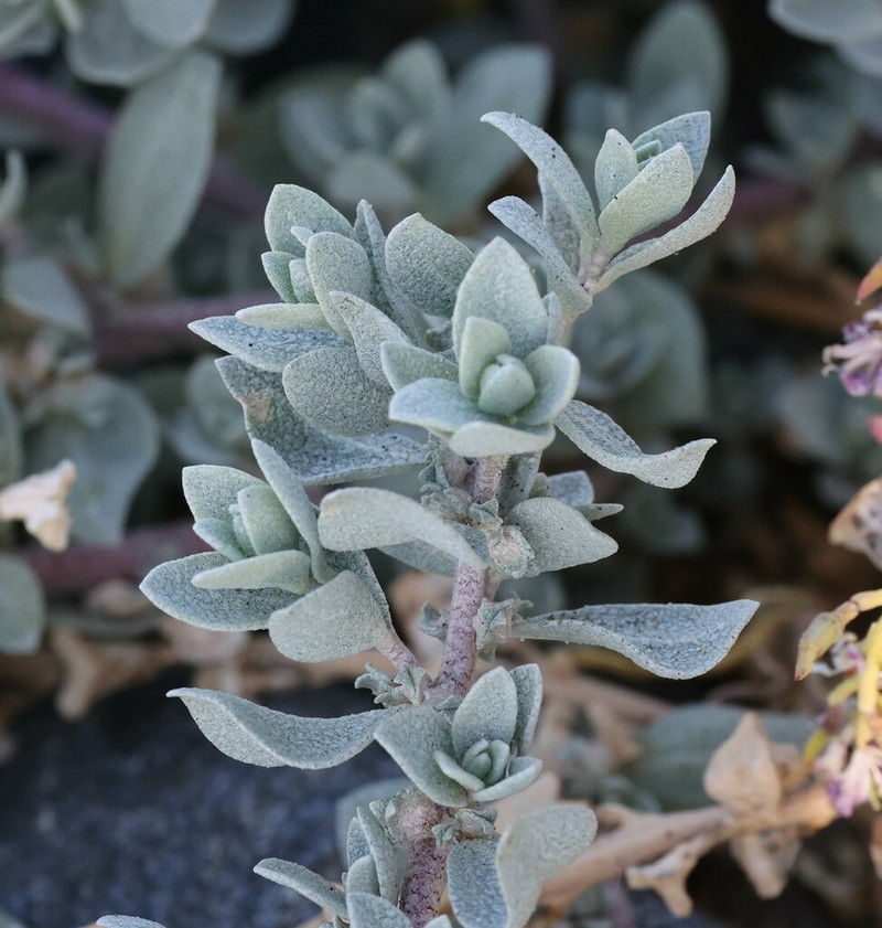 Beach Saltbush photo 2