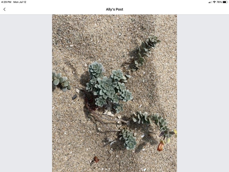 Beach Saltbush photo 3