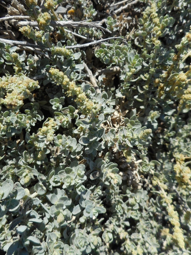 Beach Saltbush photo 4