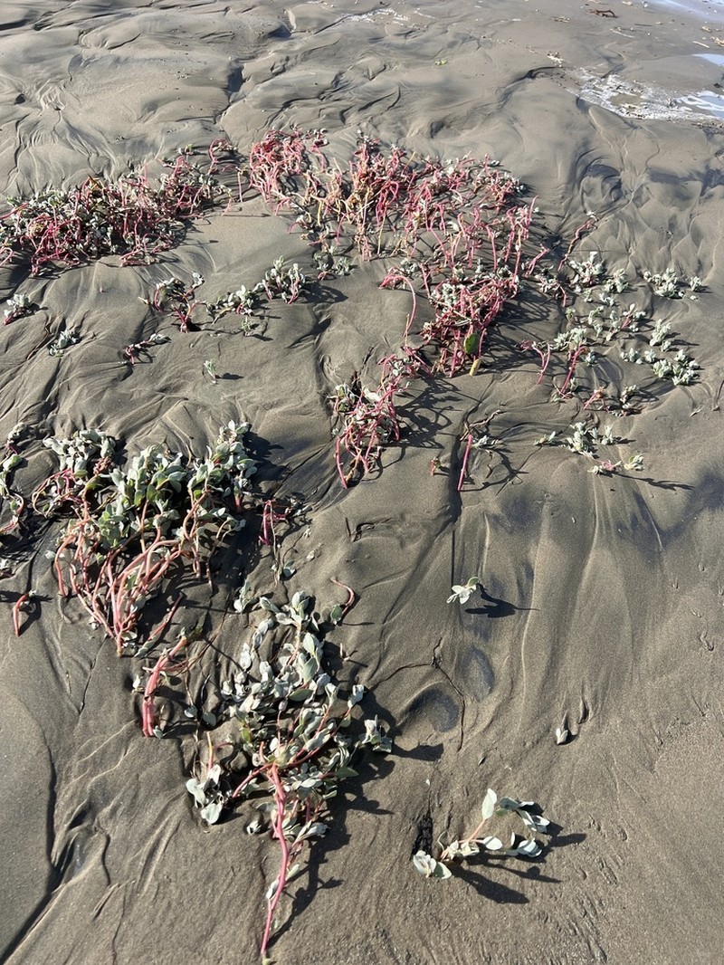 Beach Saltbush photo 5