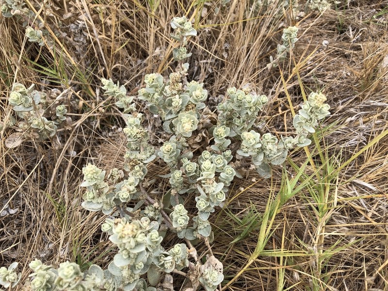 Beach Saltbush photo 6