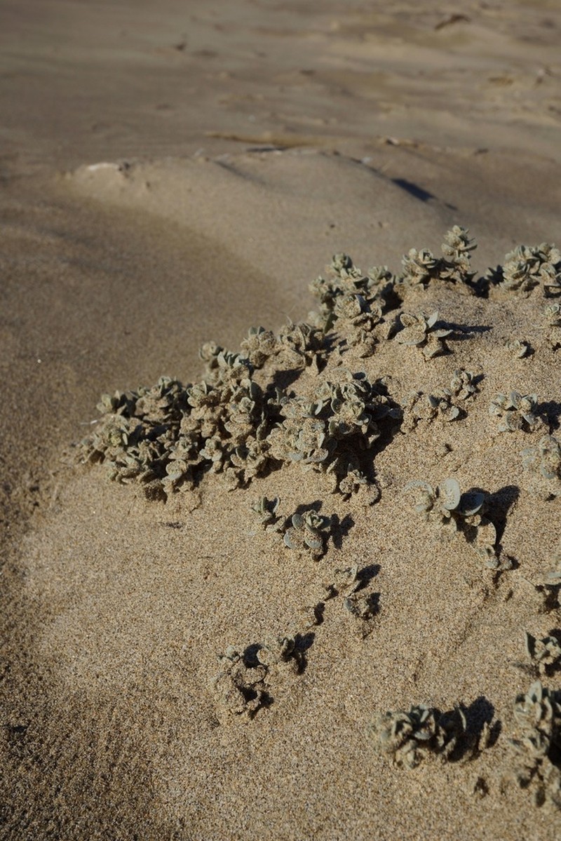 Beach Saltbush photo 7