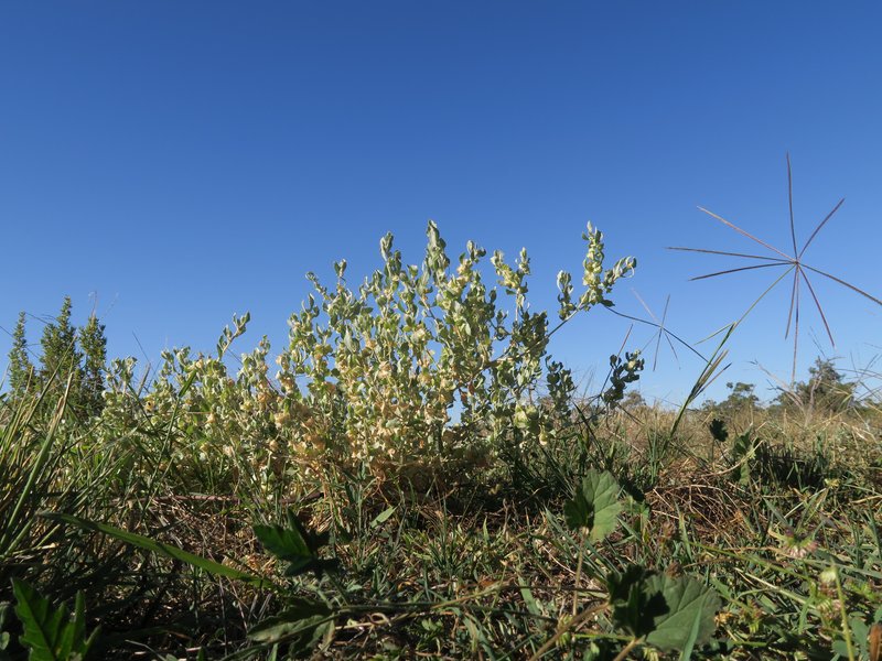 Lindley's Saltbush photo 5