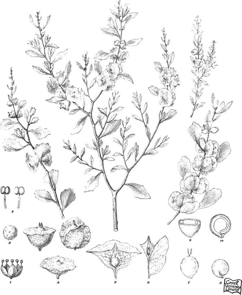 Lindley's Saltbush