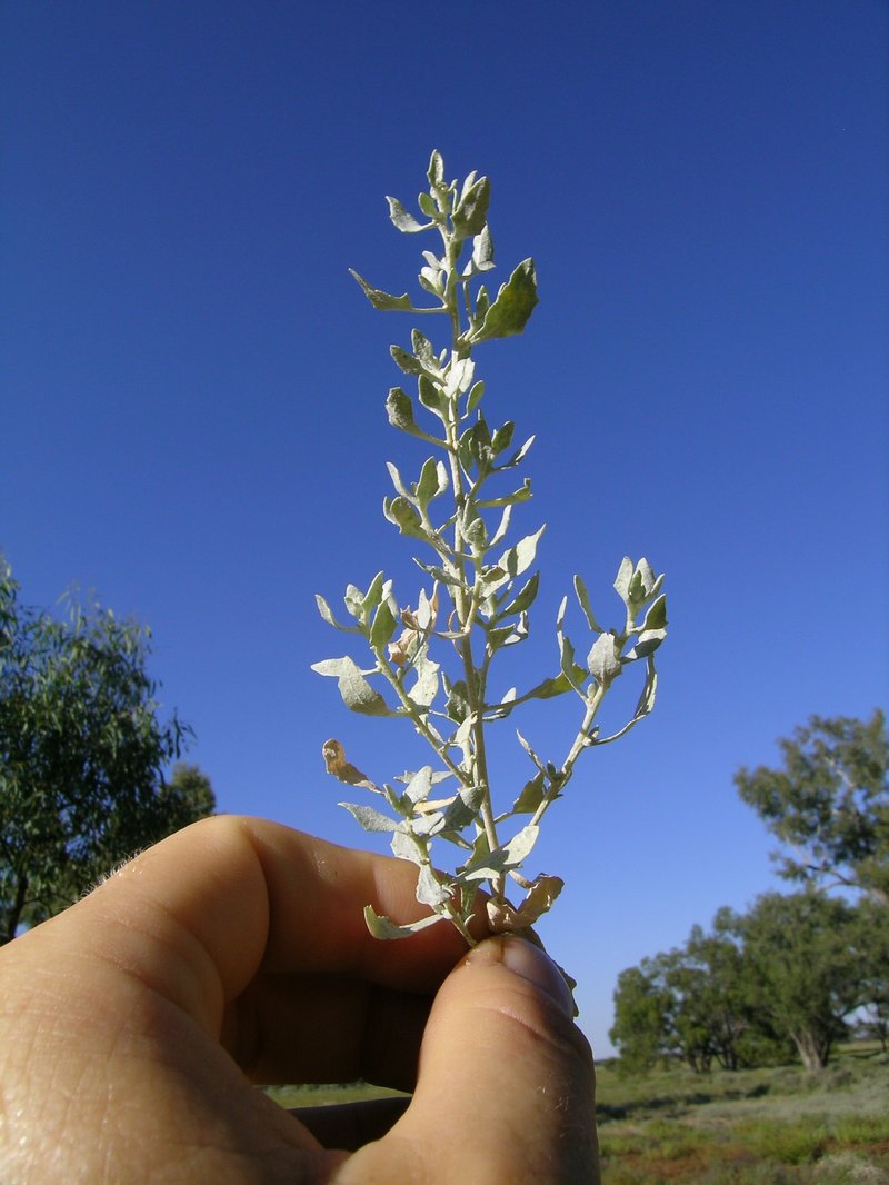 Lindley's Saltbush photo 6