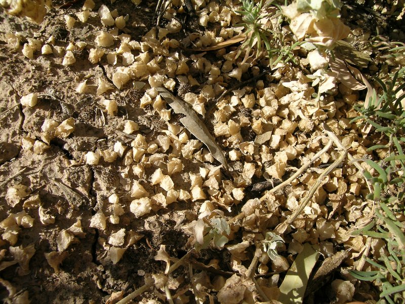 Lindley's Saltbush photo 7