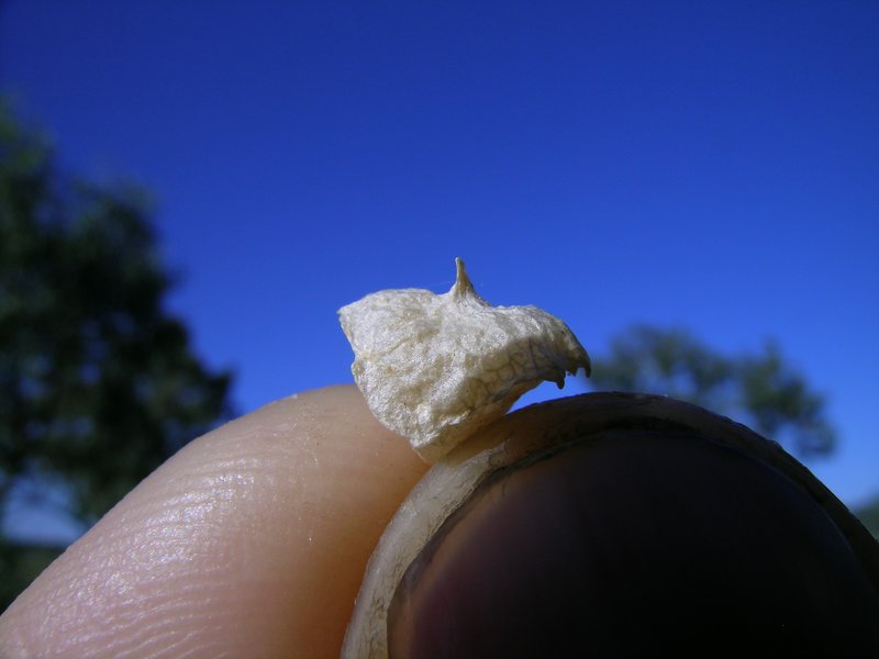 Lindley's Saltbush photo 8
