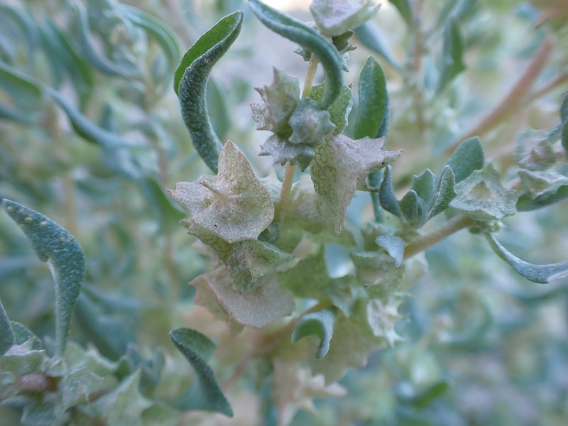 Atriplex lindleyi subsp. lindleyi