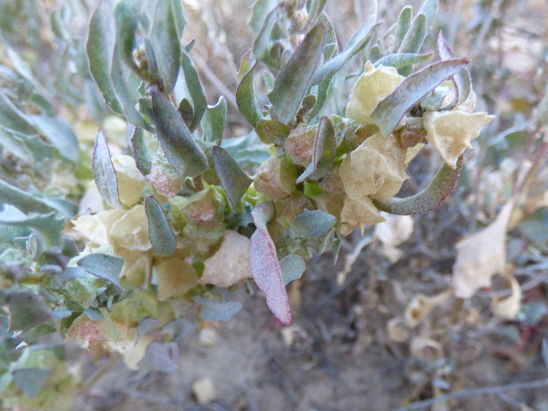 Atriplex lindleyi subsp. lindleyi photo 2