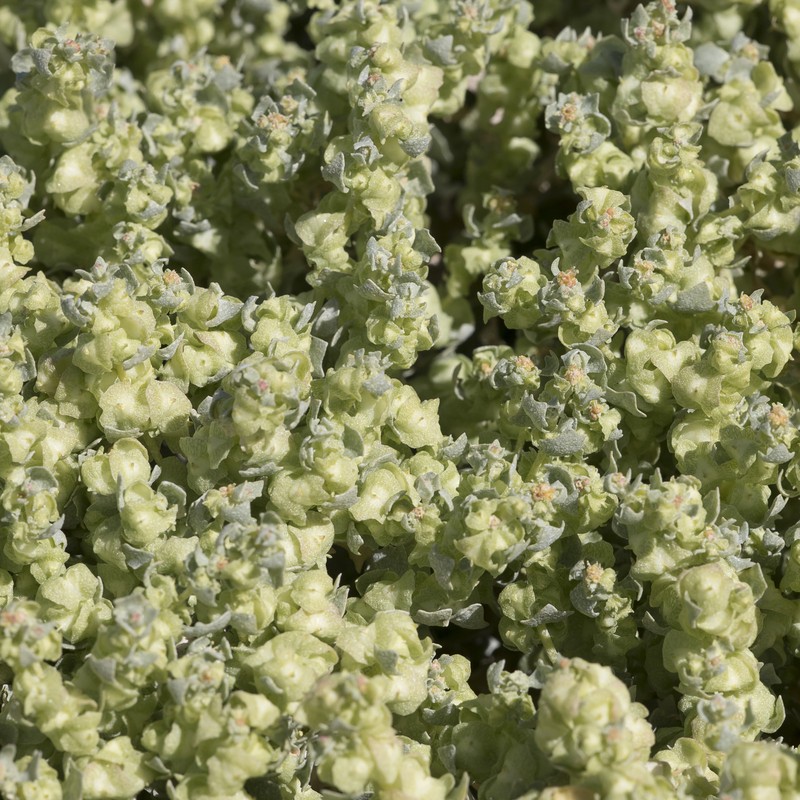 Atriplex lindleyi subsp. lindleyi photo 3