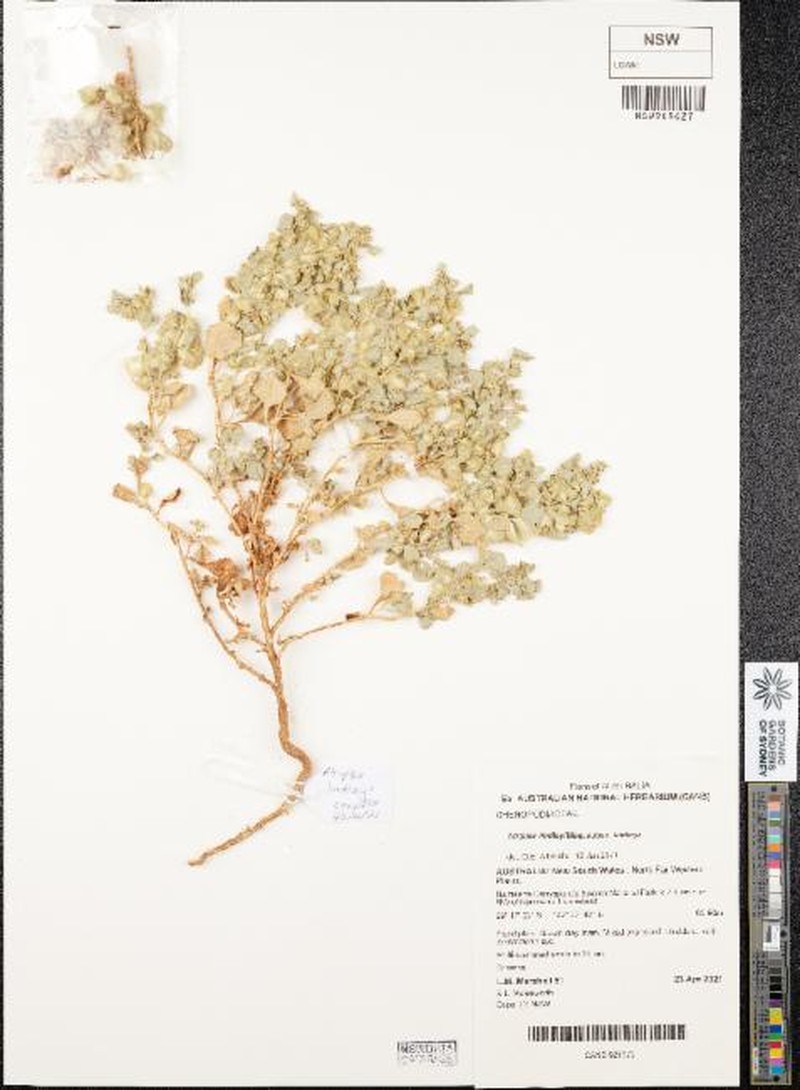 Atriplex lindleyi subsp. lindleyi photo 4