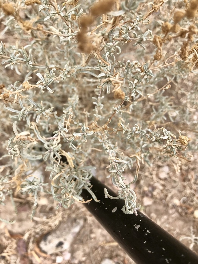 Atriplex linearis