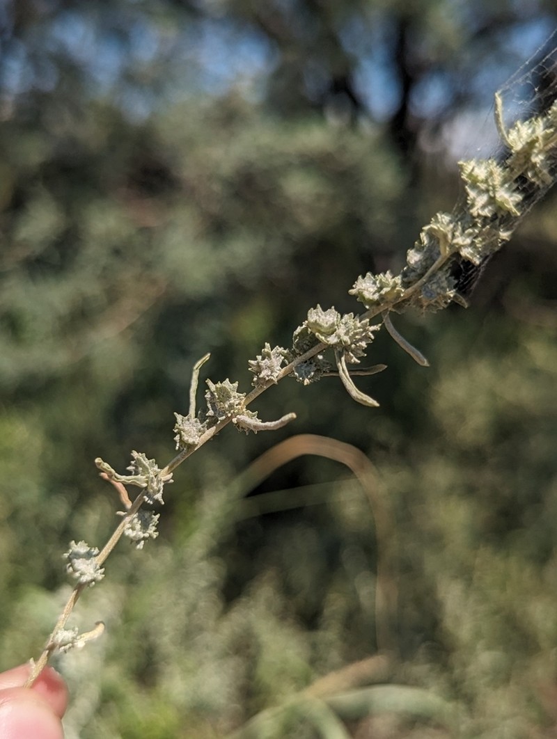 Atriplex linearis photo 2