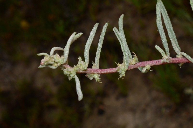 Atriplex linearis photo 3