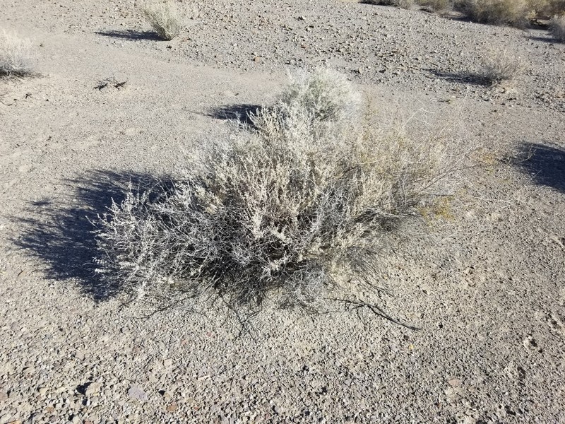 Atriplex linearis photo 4