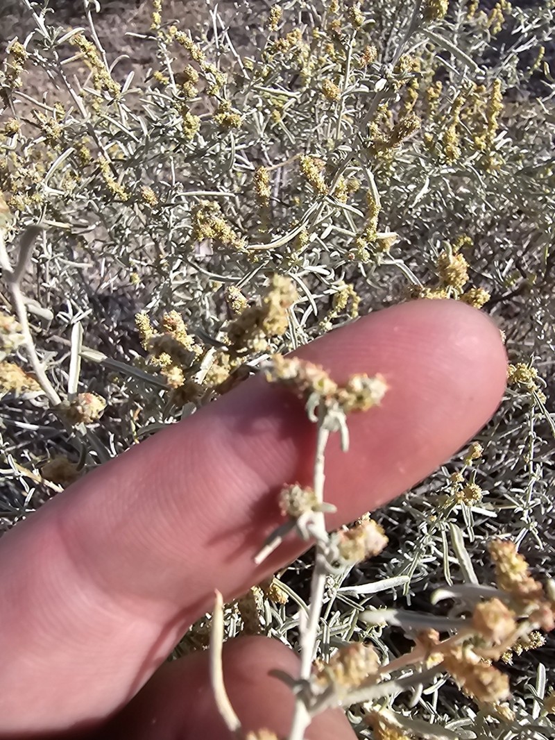 Atriplex linearis photo 5