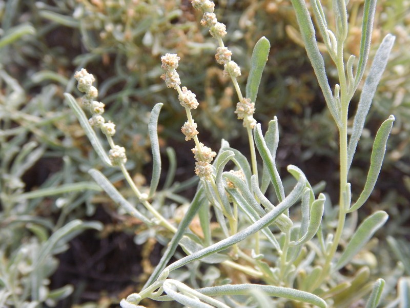 Atriplex linearis photo 6