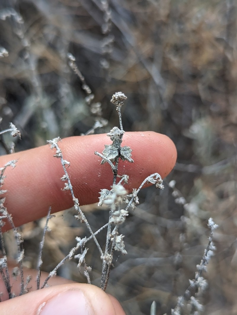 Atriplex linearis photo 7
