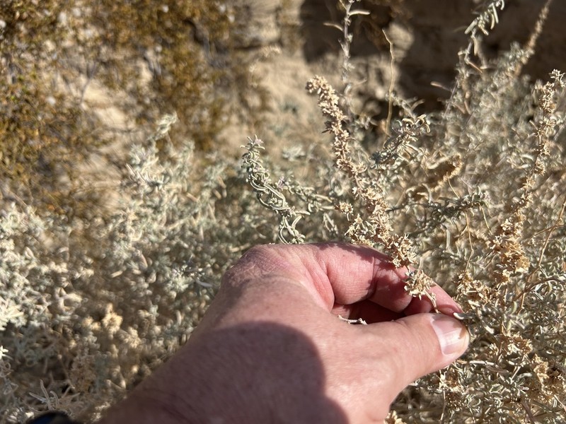 Atriplex linearis photo 8