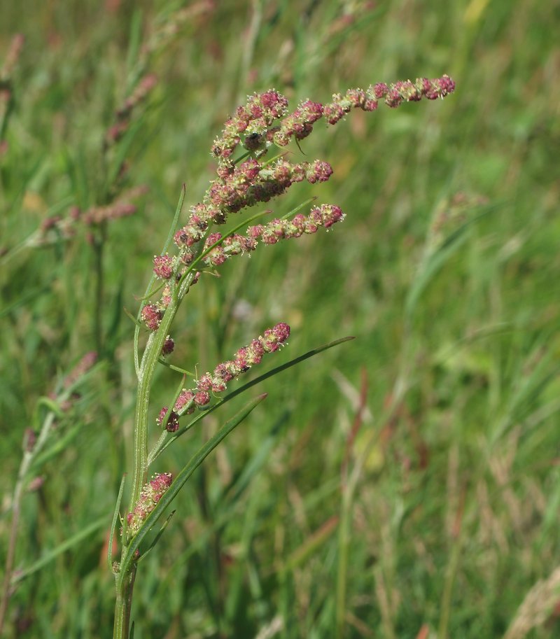Grassleaf Orache photo 2