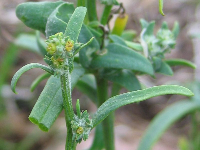 Grassleaf Orache photo 3